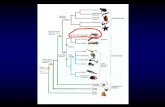 Развитие Insecta - bio.spbu.ru embryo/07... · Развитие Insecta Drosophila Hernan Lopez-Schier, St Johnston lab GFP staufen