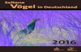 DAK 2018: Seltene Vogelarten in Deutschland 2016. Seltene ... · lichen Wirtschaftszone (AWZ) erfolgten Wie in den bisherigen Berichten der DAK wird die Insel Helgo - land (Kreis