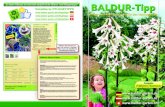 Detaillierte PFLEGETIPPS - BALDUR-Garten€¦ · Nach 6–8 Wochen zeigt sich die erste Knospe, dann erst die Blätter. Kurz vor dem Öffnen der Blüte mit der Düngung beginnen.