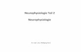 Neurophysiologie Teil 2 neu 2 Power Point · 2020-03-20 · Title: Microsoft PowerPoint - Neurophysiologie Teil 2 neu 2_Power Point[Compatibility Mode] Author: sekre Created Date: