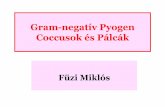 Gram-negatív Pyogen Coccusok és Pálcák · Pyogen Coccusok GRAM - Aerob:Oxidase + Neisseria N.gonorrhoeae N. meningitidis egyebek(N. sicca, N. subflava, N. flavescens és apathogenfajok)