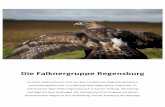 Die Falknergruppe Regensburgbjv-regensburg.de/wp-content/uploads/2016/01/Falkner.pdf · Der Habicht (accipiter gentilis) Unser vielseitigster Beizvogel. Er schlägt seine Beute am