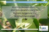 Westliche Maiswurzelbohrer - Sachsen€¦ · • L2/L3 dringen in Wurzeln ein • bei starkem Befall: 80 % der Maispflanzen . können abknicken (hohe Ernteverluste) ... 11 Käfer