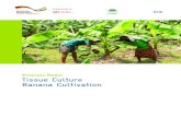 Tissue Culture Banana Cultivation - BIRD, Tissue Culture Banana Cultivation 6% 2% 3% 6% 7% 10% 19% Tamil