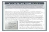 CHINCHILLA’CARE’SHEET’ - Ohana Animal Hospital · CHINCHILLA’CARE’SHEET’! Vivamus tincidunt sollicitudin nisl. "BIOLOGY’ Sed risus pede, laoreet laoreet, scelerisque