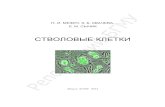 СТВОЛОВЫЕ КЛЕТКИrep.bsmu.by/bitstream/handle/BSMU/227/Стволовые клетки .pdf · Стволовые клетки соматических тканей
