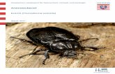 Vorlage Artensteckbrief HLNUG 2016 genehmigt · Die schwarzbraunen Käfer werden 23 bis 39 mm groß, ihre Oberseite weist einen schwach metallischen Schimmer auf. Den Männchen ist