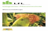 Maisschädlinge - LfL-Merkblatt€¦ · Biologie: Käfer 5−7 mm lang und gelb bis rostbraun gefärbt. Auf den Flügeldecken drei dunkle Streifen, die auch zusammenflies-sen können.