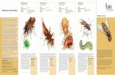 Nützlingen im Garten helfen - julius-kuehn.de · Käfer im oder am Boden. Blattlaus-Gallmücke Aphidoletes aphidimyza Größe: bis 2 mm Generationen / Jahr: mehrere Familie: Gallmücken