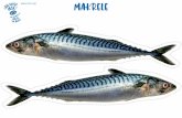Makrele · Title: fischkarten-msc-wir-behalten-fisch-im-auge-makrele.pdf Created Date: 10/13/2017 12:07:54 PM