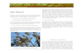 ¨auterUrlaubkräuterurlaub.de/pflanzen/mistel_artikel.pdf · 2009-04-13 · ¨auterUrlaub.de Seite 1/4 Die Mistel Andere Namen sind Hexennest, Hexenbesen, Immergr¨un, Vogelmistel,