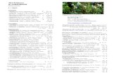 Orchideen › wp-content › uploads › ... · 2019-02-04 · Aerangis fuscata (Madagaskar) Platycerium madagascariense und Cymbidiella pardalina Polystachya holmesiana Afr.: Malawi,