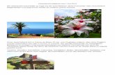 Reisebericht Madeira Juni / Juli 2013 - Meeresauge 2016-03-16آ  Reisebericht Madeira Juni / Juli 2013