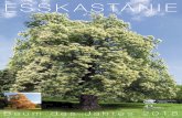 Poster Esskastanie Baum des Jahres 2018 - NW-FVA...Castanea sativa ist mit ihren großen, bis zu 25 cm länglichen, grob gezähnten Blät-tern gut zu erkennen. Ende April erscheinen