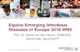 Equine Emerging Infectious Diseases in Europe 2016 WNVden... · Equine Emerging Infectious Diseases in Europe 2016 WNV Prof. Dr. René van den Hoven, DVM,PhD Dip ECVIM, Dip ECVPT.
