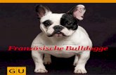 Die Französische Bulldogge erobert die Welt!...DNA-Bestimmung (Elternschaft und Erbmerk-male) sehr leicht feststellen, ob die Zuchttiere das rezessive Verdünnungsgen in sich tragen