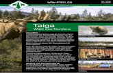 Taiga - wfw-Film · 2020-06-03 · Taiga Wald des Nordens Hauptfilm In faszinierenden Bildern zeigt der Film die Lebens-gemeinschaft des borealen Nadelwaldes, der sich über Europa,