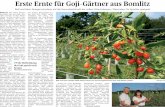 Erste Ernte für Goji-Gärtner aus Bomlitz...2019/07/22  · Erste Ernte für Goji-Gärtner aus Bomlitz Ralf und Karin Spiegel schwören auf die Gesundheitskraft der süßen Vitaminbeeren