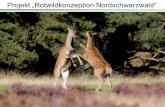Projekt „Rotwildkonzeption Nordschwarzwald“ · 10.10.2016 Rotwild Methoden: - Telemetrie: Raum-Zeit-Verhalten: Tages-/ Jahreszeit 30 Tiere werden mit Halsbandsender versehen -