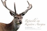 Rotwild im Kanton Aargau - Rothirschrothirsch.org/wp-content/uploads/2014/03/pronatura_rotwild.pdf · im Jahre 2016 zu erwarten. Das Bundesamt für Umwelt (BAFU) prüft, aufgrund