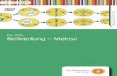 Die Zelle Reifeteilung – Meiosemedia.fwu.de/beihefte/55/016/5501643.pdf · gänge der Mitose und Meiose miteinan-der verglichen. Menü „Reifeteilung – Meiose“ (Sequenzen)