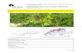 Bastardindigo (Fabaceae, Schmetterlingsblütler) · Amorpha fruticosa Invasive Neophyten : Eine Bedrohung für die Biodiversität, Gesundheit und/oder Wirtschaft Art der Schwarzen