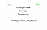 Paramyxoviren Filoviren Bornaviren Orthomyxoviren …...(Paramyxovirus) LMU Parotitis (Entz. der Ohrspeicheldrüse) attenuierte Mumps Viren als Impfstoff weltweit endemisch verbreitet