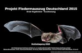 Projekt Fledermauszug Deutschland 2015 · 2015-11-10 · Projekt Fledermauszug Deutschland 2015 Erste Ergebnisse - Kurzfassung Herbsttagung 2015 AK Fledermäuse Sachsen-Anhalt e.V.