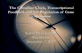 The Circadian Clock, Transcriptional Feedback and the ... · The Circadian Clock, Transcriptional Feedback and the Regulation of Gene Expression - Lecture slides Author: Michael Rosbash