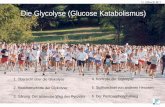 Die Glycolyse (Glucose Katabolismus) · boliten wird vorangestellt -> Hexokinase für Hexosen, Glucokinase in Leber um Blut-glucosespiegel aufrecht zu halten. Magnesium essentiell