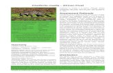 Civettictis civetta African Civet · limit movement of African Civets. The expansion of informal settlements has also increased snaring incidents, since it seems that civets are highly