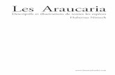 Les Araucariaclopédie des plantes ligneuses (03/1995, 03/2001, 06/2008, 10/2008). Araucaria nemorosa comme espèce néocalédonienne a été amplement traité par T. WATERS (2002).