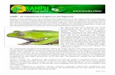 KAMBÔ – der schamanische Froschgeist aus dem Regenwald · Seite 1 von 4 KAMBÔ – der schamanische Froschgeist aus dem Regenwald Kambô ist eine Medizin aus dem amazonischen Regenwald.