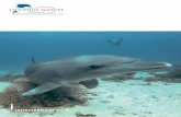 JAHRESBERICHT 2019 · Blue Planet Live BBC Earth. 8 Dolphin Watch Alliance I Jahresbericht 2019 Delfi n-Wissen Delfin-Wissen von Angela Ziltener, Sina Kreicker, Franz Brümmer & Ralph