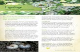 Zur freien Entnahme Engerlinge · 2020-03-06 · Rosenkäfer: 1,4–2 cm lang. Flügeldecken glänzend grün mit weißen Flecken in schmalen „Querbändern“. Engerlinge mit Stummelbeinen