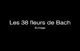 Les 38 ﬂeurs de Bach...C' Helmut Maier,  21 Musta«1JPG . Helmut . 24-Pine,jpg