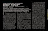 ORIGIN OF NOTOCHORD Development of the annelid axochord ...tomerlab.org/wp-content/uploads/2016/05/Lauri-2014.pdf · ORIGIN OF NOTOCHORD Development of the annelid axochord: Insights