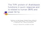 The TIR1 protein of Arabidopsis functions in auxin.ppt ...€¦ · • CPD ht i WildtCPD verursacht im Wildtyp verstärkte perikline Zellteilungen im Meristem ÆiW l hittihtbim Wurzelquerschnitt