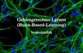 Gehirngerechtes Lernen (Brain-based-learning) · Wie lernt das Gehirn? Kurz- und Langzeitgedächtnis . Wie lernt das Gehirn? Lernprozesse: 12 Prinzipien (nach Margret Arnold) •