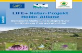LIFE+ Natur-Projekt Heide-Allianz Kurzbericht im Nördlinger Ries … · 2018. 12. 6. · LIFE+ Natur-Projekt Heide-Allianz: Biologische Vielfalt und Biotopverbund im Nördlinger