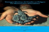  · Harold y Eckert (2005) Tortugas Marinas del Caribe en Peligro: un Manual para Educadores Informe Técnico de WIDECAST No. 3 Para fines bibliográficos, este documento debe de