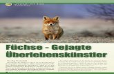 Fأ¼chse - Gejagte أœberlebenskأ¼nstler Hunde und Katzen haben vom Fuchs nichts zu befأ¼rchten, gefأ¤hrdet
