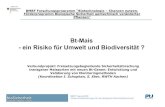 Bt-Mais - ein Risiko für Umwelt und Biodiversität...C. Tebbe, R. Mietling-Graff, S. Baumgarte, P. Möbus, vTI Braunschweig Zeitlicher Verlauf des Cry1Ab-Gehaltes im Boden (2005 und