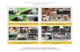 PS in Deutschland Tierheim "Amigos de los Animales" Granada, Spanien aktualisiert am 21. Juni 2020 ...
