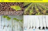 Fotos zur Forstpflanzenproduktion und zur Pflanzenqualität · PDF file 2019. 10. 24. · Fotos zur Forstpflanzenproduktion und zur Pflanzenqualität Auswahl bzw. gekürzte Fassung