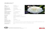 Alabaster® - Baumschulen Reichenbachbaumschulen-reichenbach.ch/wp-content/uploads/2017/02/... · 2017. 2. 23. · Alabaster® Typ Beetrose Kategorie moderne Rose Klasse Floribunda