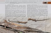 4.3.22 Waldeidechse Zootoca vivipara Lichtenstein, 1823) · 2016. 1. 21. · WALDEIDECHSE 470 Karte 1: Aktuelle Verbreitung (1990–2014) der Waldeidechse in Deutschland (modifiziert