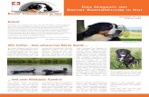 Das Magazin der Berner Sennenhunde in Not · 2018. 8. 17. · Berner Sennenhund und Fin-delhund aus einem Tierheim in Spanien, ein Daheim. Nach längeren Vorbereitungen durf-te Arco