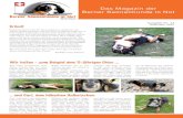 Das Magazin der Berner Sennenhunde in Not · 2018. 6. 8. · Berner Sennenhunde in Not Ausgabe Nr. 23 / Dezember 2015 Seite 3 Amy „8 Jahre haben wir ge-schafft − das hat Amy mir