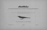 Anthus 1962 3 · W. Prünte und ich ein Brutvorkommen mit 2 Taaren hoch auf einer mit eteinigen Äckern und einer Viehweide bedeckten Bergkuppe, die nach S auf Westenfeld zu ins Linnepetal,